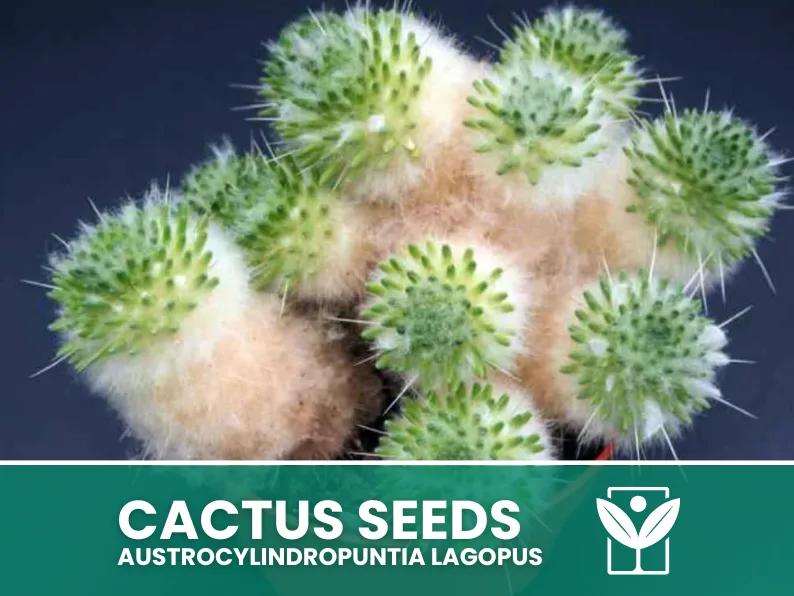 Austrocylindropuntia Lagopus – 10 Semi – Cactus Seeds, Pianta Succulenta, Cactaceae, Fiore, Alta Germinabilità