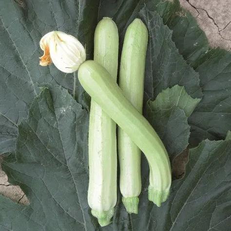 Zucchino Lungo Bianco di Sicilia – 30 Semi – Frutto Allungato, Sapore Delicato, Molto Produttivo, Non-GMO