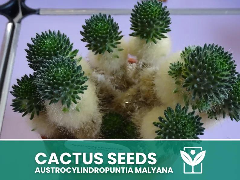 Austrocylindropuntia Malyana – 10 Semi – Cactus Seeds, Pianta Succulenta, Cactaceae, Fiore, Alta Germinabilità