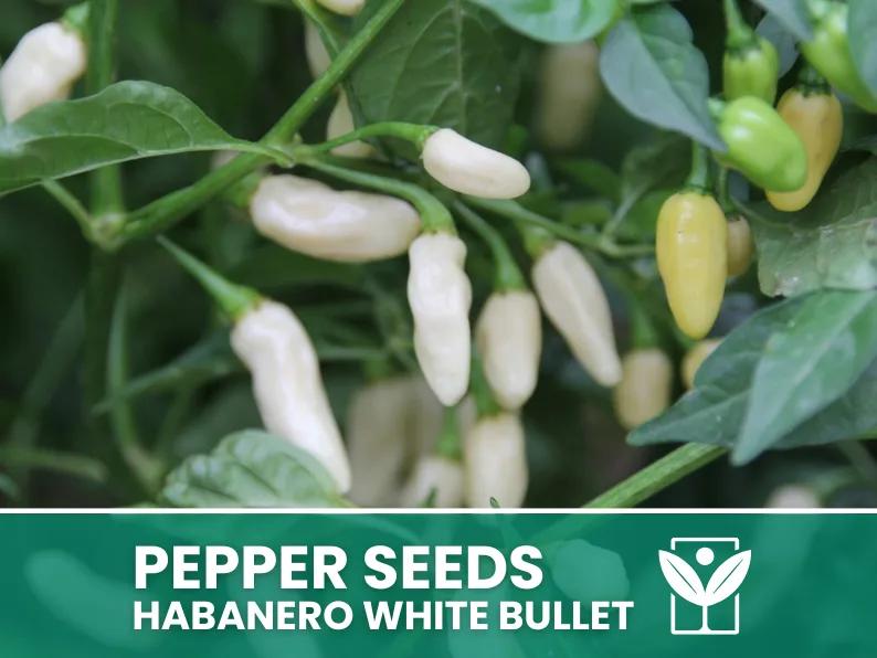 Peperoncino Habanero White Bullet – 50 Semi – Habanero White Bullet Pepper Seeds, Raro, Alta Qualità, Facile da Coltivare, Alta Germinabilità, Non-GMO