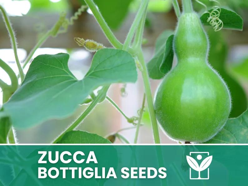Zucca Bottiglia – 30 Semi – Heirloom Gourd Seeds, Forma Decorativa, Gigante, Ideale per Orto e Artigianato, Alta Germinabilità, Non-GMO