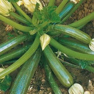 Zucchina Diamantata – 15 Semi – Forma Allungata, Sapore Delicato, Produttiva