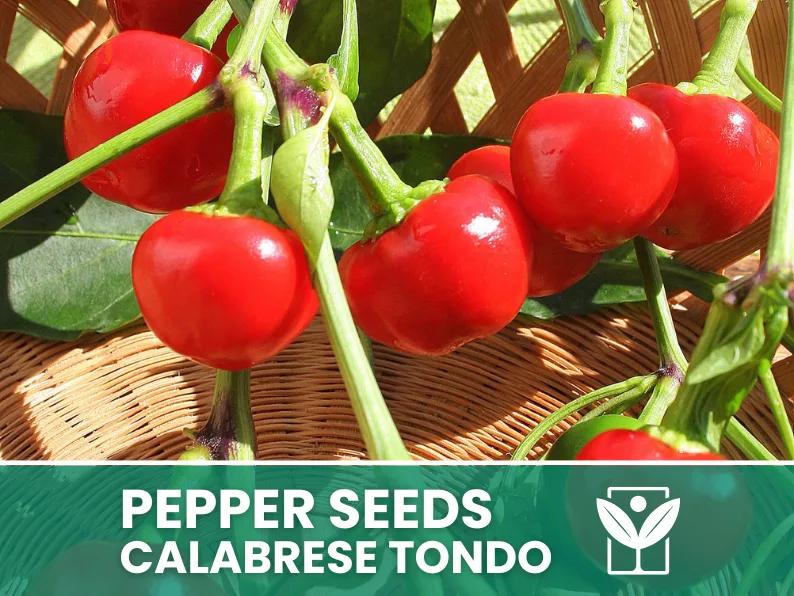 Peperoncino Calabrese Tondo – 50 Semi – Calabrese Tondo Pepper Seeds, Raro, Alta Qualità, Ornamentale, Facile da Coltivare, Alta Germinabilità, Non-GMO