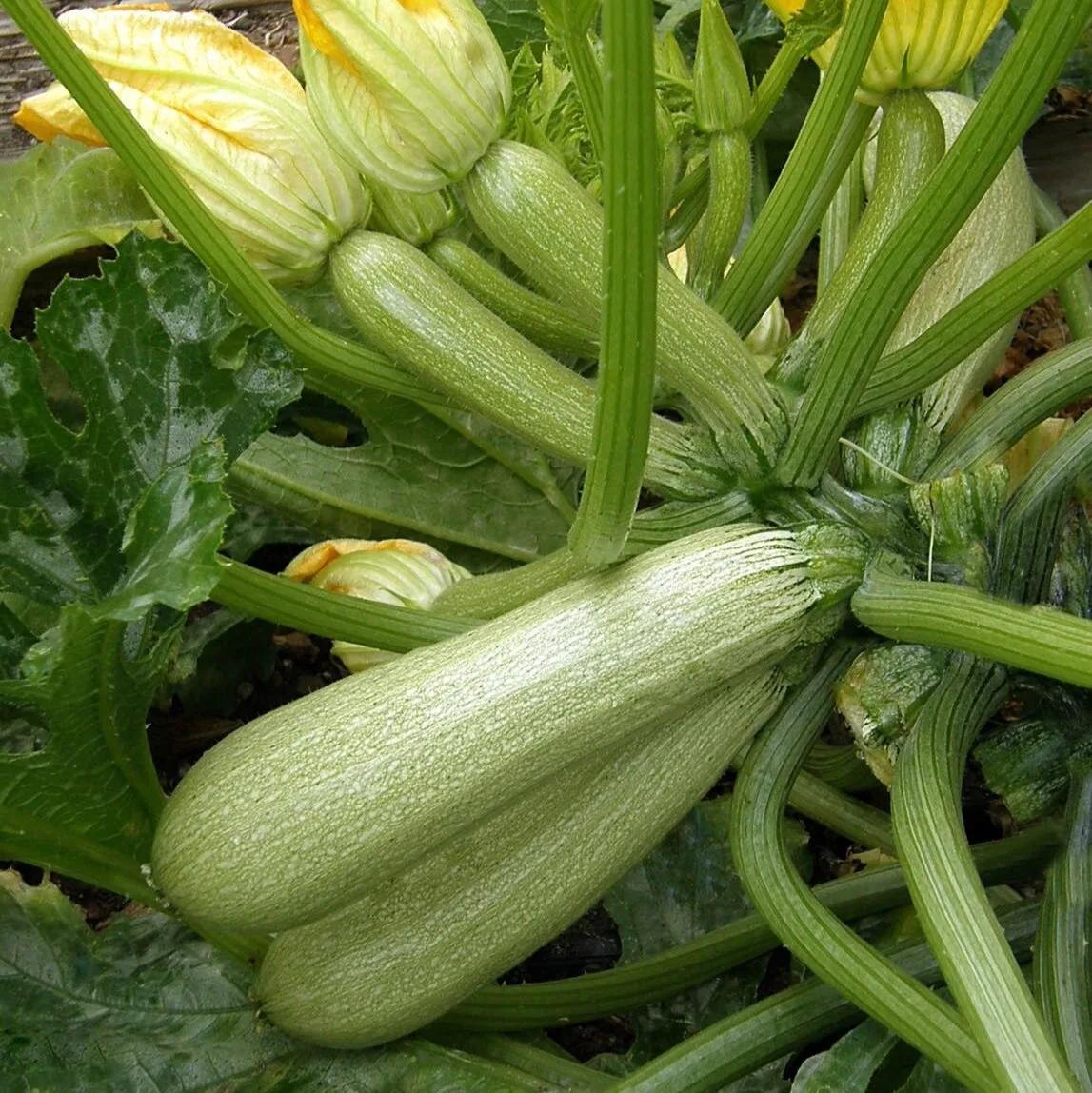 Zucchino Ortolana di Faenza – 15 Semi – Varietà Tradizionale, Sapore Delicato, Produttivo