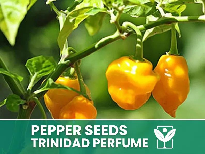 Peperoncino Trinidad Perfume – 50 Semi – Trinidad Perfume Pepper Seeds, Raro, Alta Qualità, Ornamentale, Facile da Coltivare, Alta Germinabilità, Non-GMO