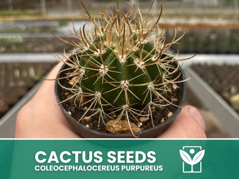 Coleocephalocereus Purpureus – 10 Semi – Cactus Seeds, Pianta Succulenta, Cactaceae, Fiore, Alta Germinabilità