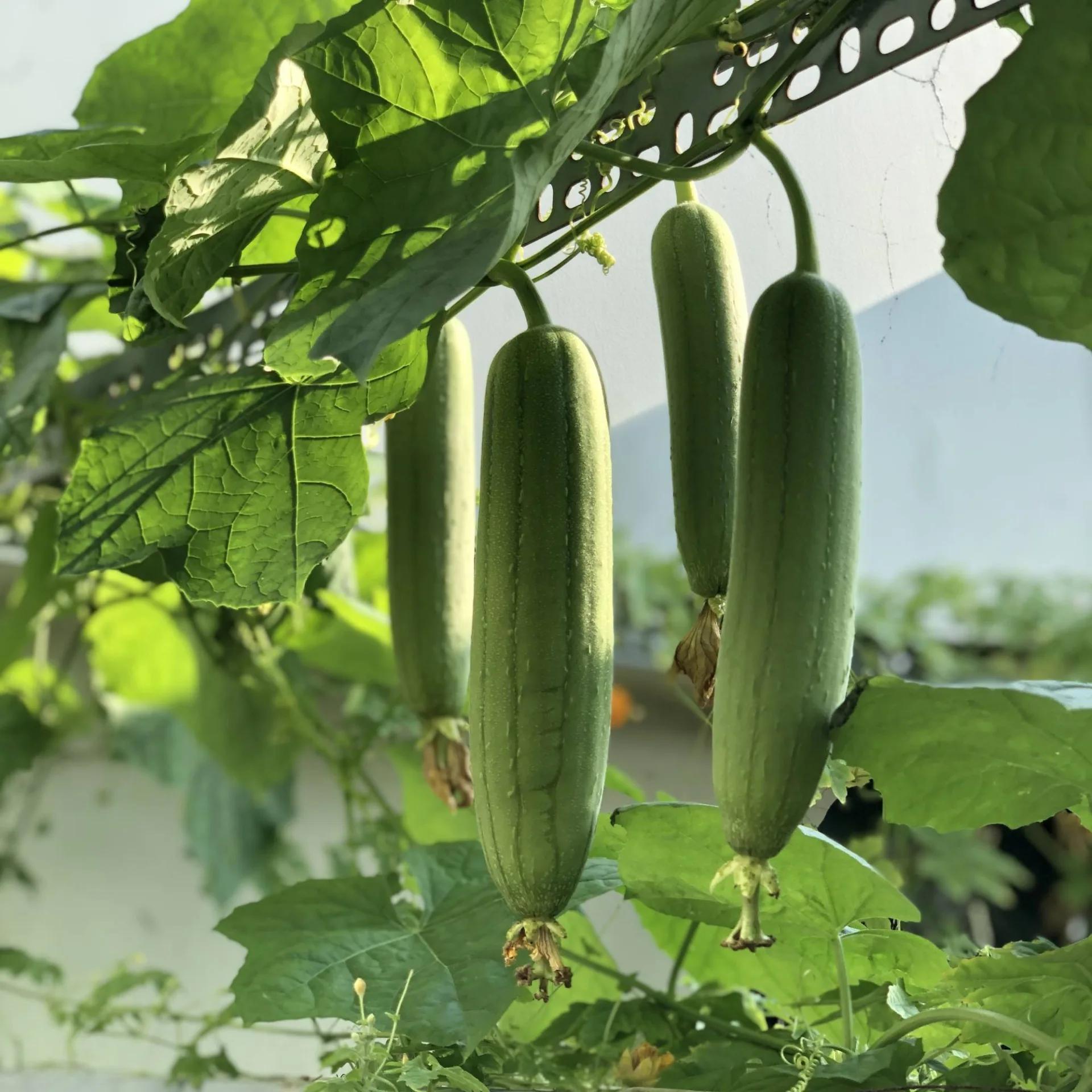 Zucca Luffa – 30 Semi – Gigante, Rara, Alta Germinabilità, Spugna Naturale, Ideale per Orto e Cura del Corpo