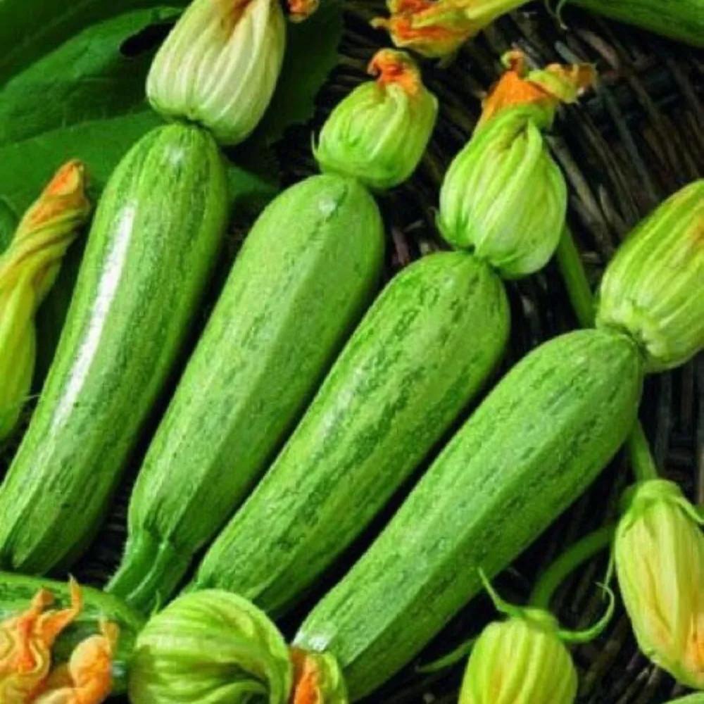 Zucchino Greyzini – 15 Semi – Verde Chiaro, Sapore Delicato, Produttivo, Versatile