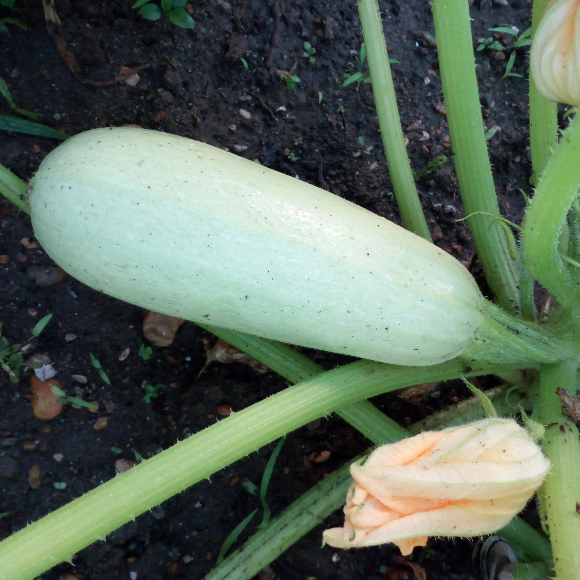 Zucchino Bianco Trieste – 15 Semi – Bianco, Sapore Delicato, Produttivo, Versatile