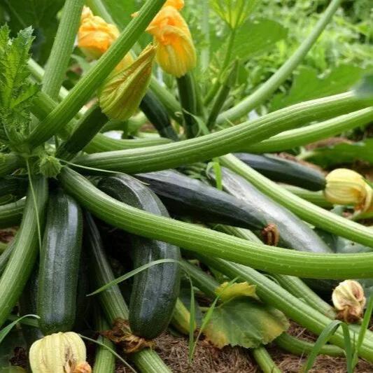Zucchino Diamant – 30 Semi – Varietà Produttiva, Sapore Delicato, Ideale per Coltivazione in Orto, Non-GMO