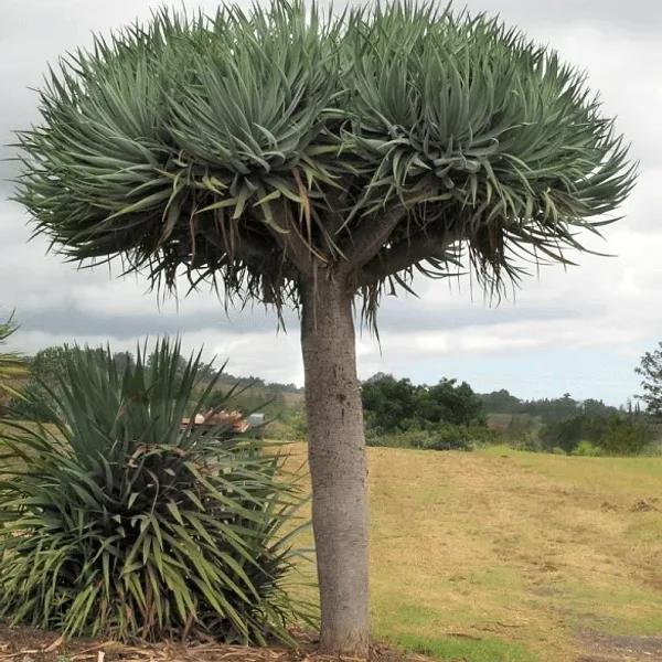 Dracaena Draco – 30 Semi – Albero Del Drago, Esotico, Decorativo, Ideale Per Orto, Alta Germinabilità, Non-GMO