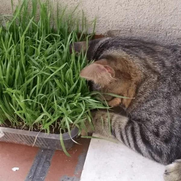 Erba Dei Gatti – 30 Semi – Decorativo, Adatto A Giardino, Alta Germinabilità, Non-GMO, Ideale Per Gatti