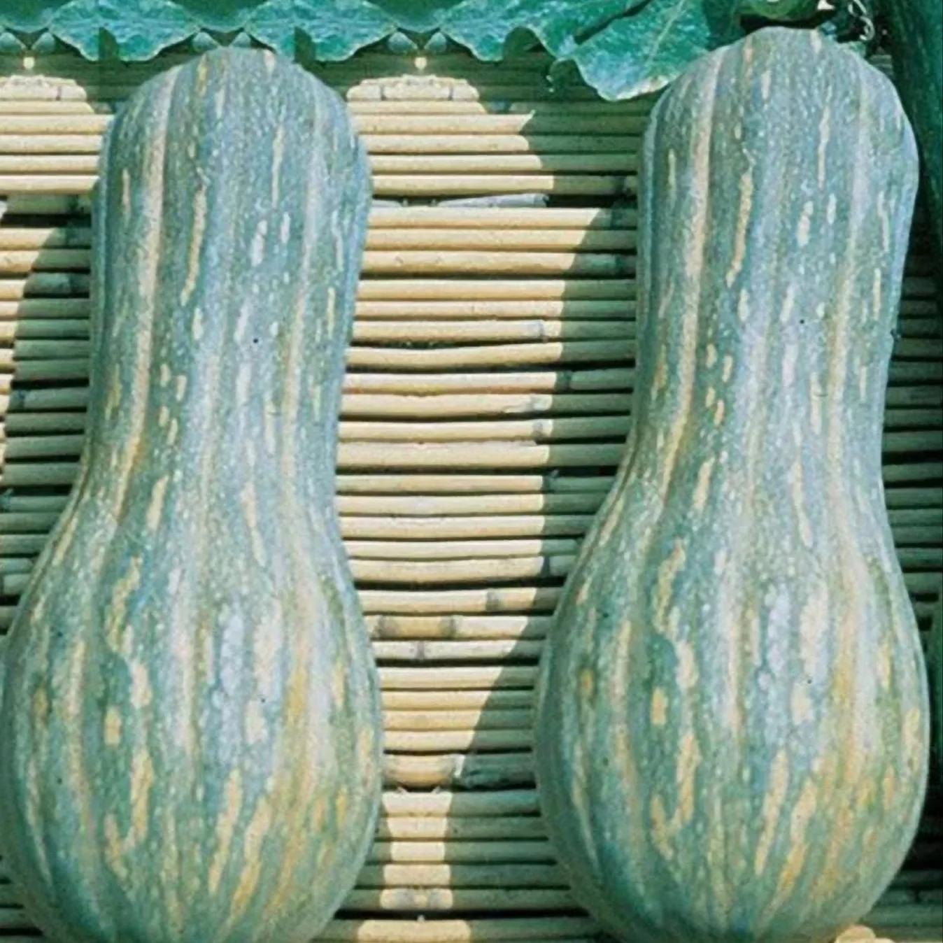 Zucca Lunga Invernale di Napoli – 30 Semi – Rara, Gigante, Alta Germinabilità, Sapore Dolce, Produttiva