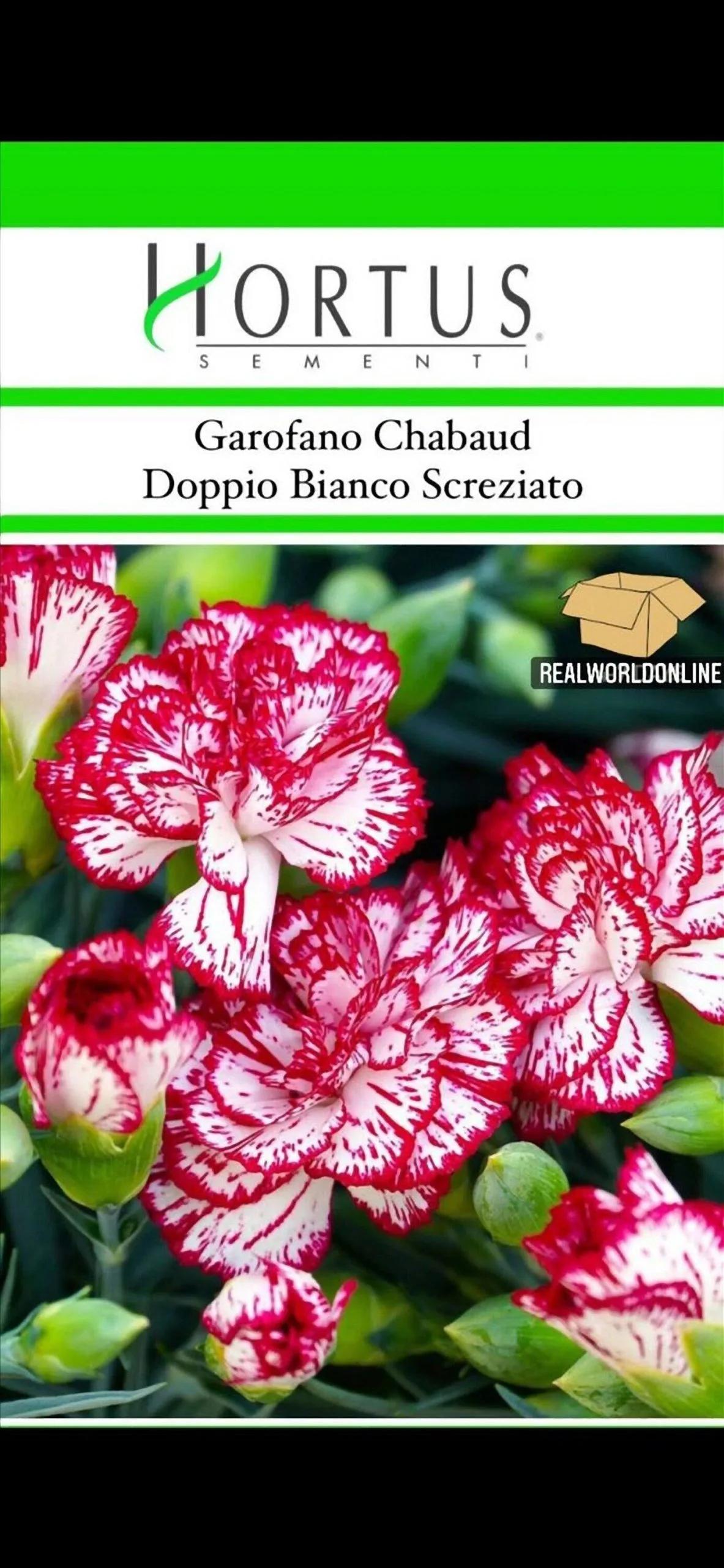 Garofano Doppio Bianco Screziato – 30 Semi – Raro, Gigante, Alta Germinabilità, Fiori Profumati, Ideale per Bordure