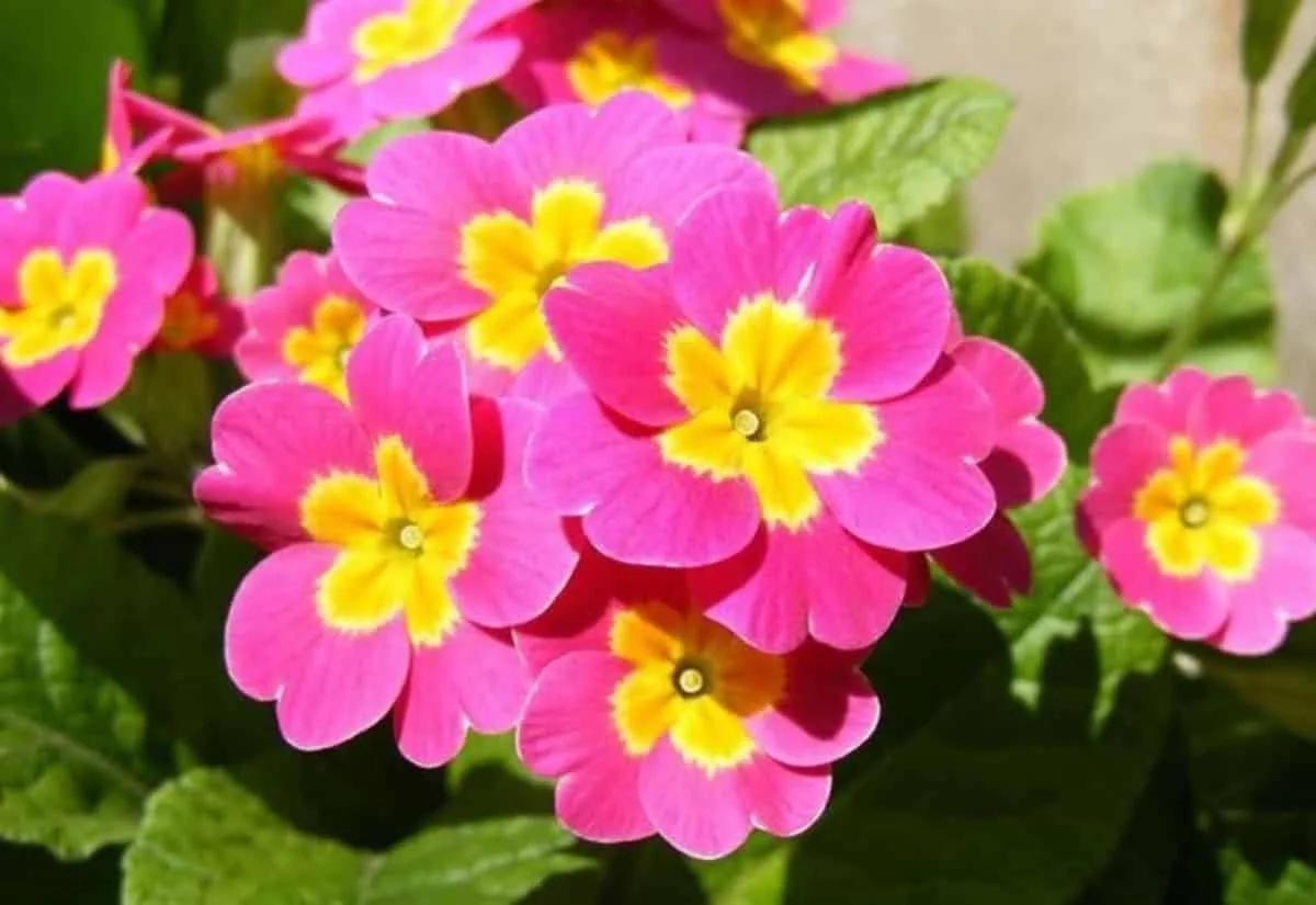 Primula Vulgaris Rosa-Gialla – 30 Semi – Fiore Decorativo, Alta Germinabilità, Ideale per Giardino, Non-GMO