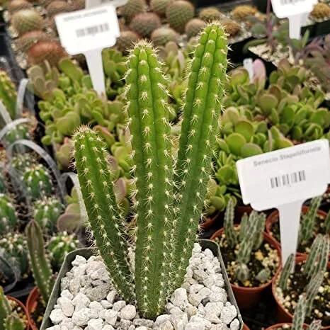 Yungasocereus Inquisivensis – 10 Semi – Cactus Seeds, Pianta Succulenta, Cactaceae, Fiore, Alta Germinabilità
