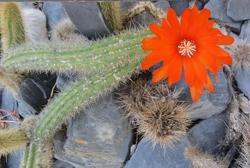 Weberbauerocereus Rauhii – 10 Semi – Cactus Seeds, Pianta Succulenta, Cactaceae, Fiore, Alta Germinabilità