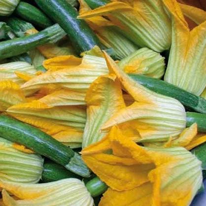 Zucchino da Fiore – 15 Semi – Zucchino, Fiore Grande Commestibile, Ideale per Fritture e Piatti Gourmet, Produttivo, Non-GMO