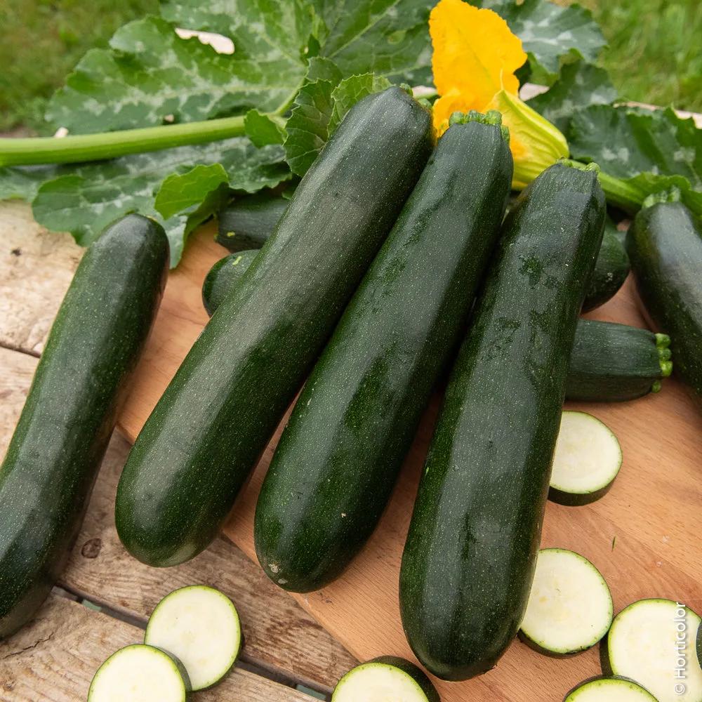 Zucchina Verde Scuro – 30 Semi – Produttiva, Non-GMO