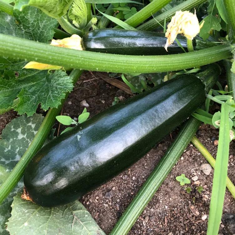 Zucchino Nero di Milano Black Beauty – 15 Semi – Frutto Scuro, Sapore Delicato, Molto Produttivo, Non-GMO