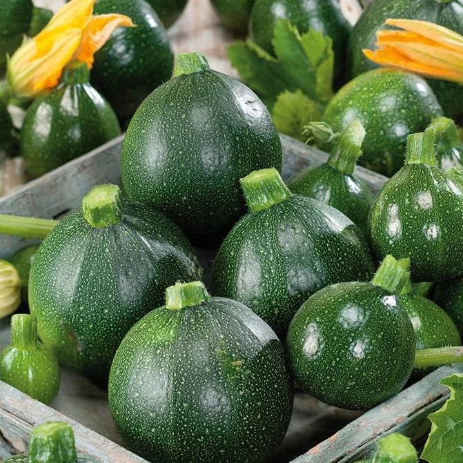 Zucchino Tondo Chiaro di Piacenza – 15 Semi – Rotondo, Sapore Delicato, Precoce, Versatile