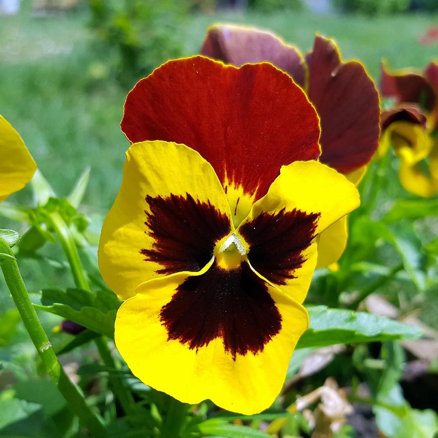 Viola del Pensiero Gigante Giallo Rosso – 30 Semi – Fiori Rossi e Gialli Solitari, Petali Grandi Disuguali 1