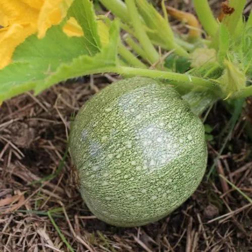 Zucchino Tondo di Toscana – 15 Semi – Forma Rotonda, Sapore Delicato, Ideale per Ripieni