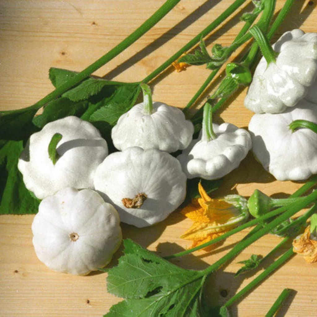 Zucchino Custard White – 30 Semi – Zucchino Bianco, Forma Tonda, Sapore Dolce e Delicato, Ideale per Cottura e Decorazione, Non-GMO